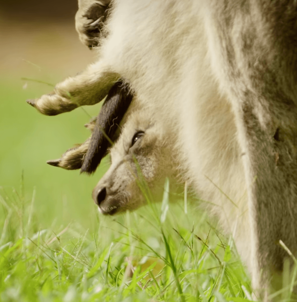 Cwtch