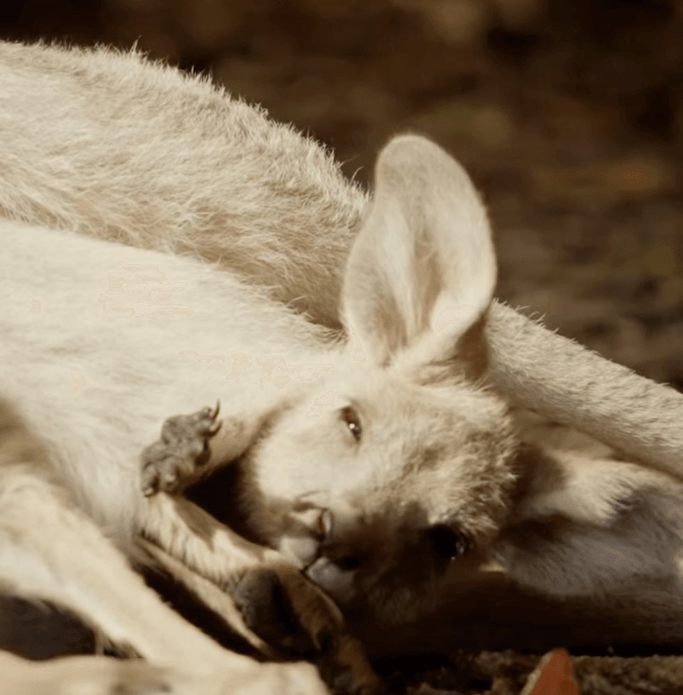 Cwtch