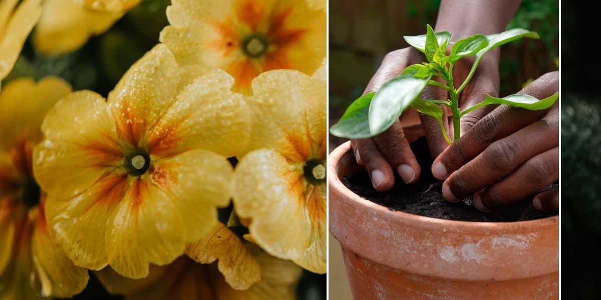 NextImg:'I'm a gardener—these 2 blooms will add a splash of colour to your grey winter garden if planted now'