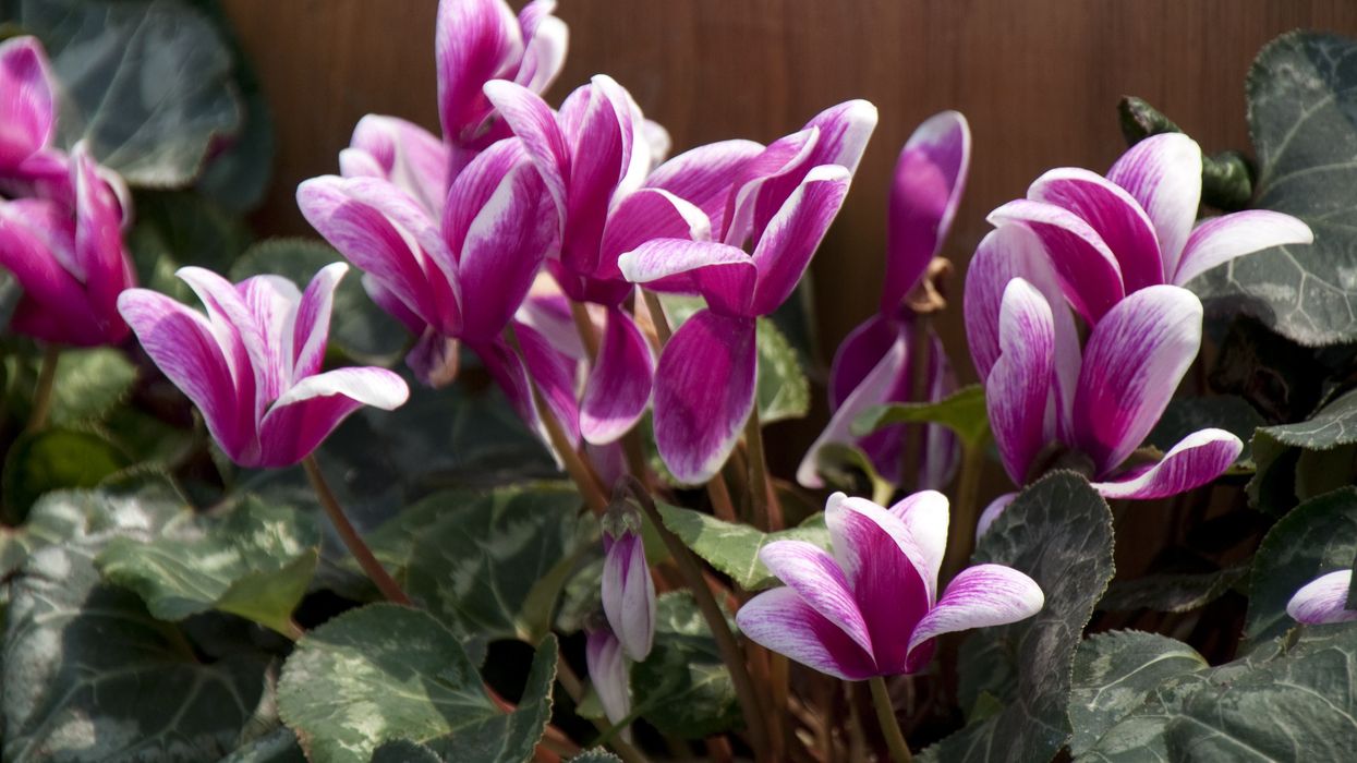 Cyclamen
