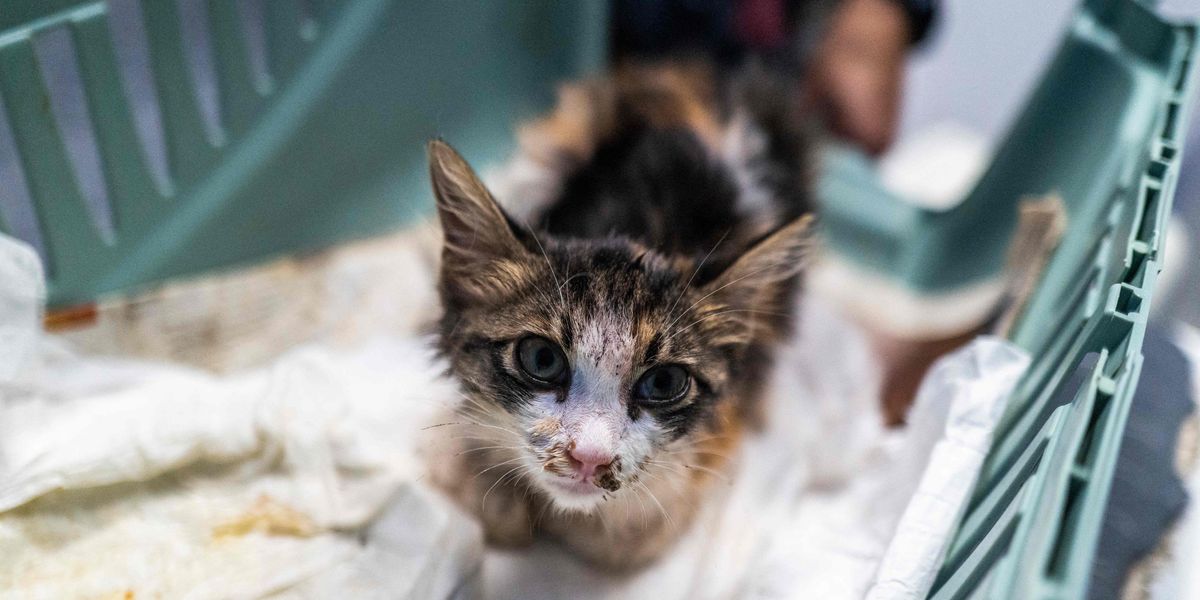 NextImg:Covid virus that killed 8,000 cats in Cyprus spreads to UK