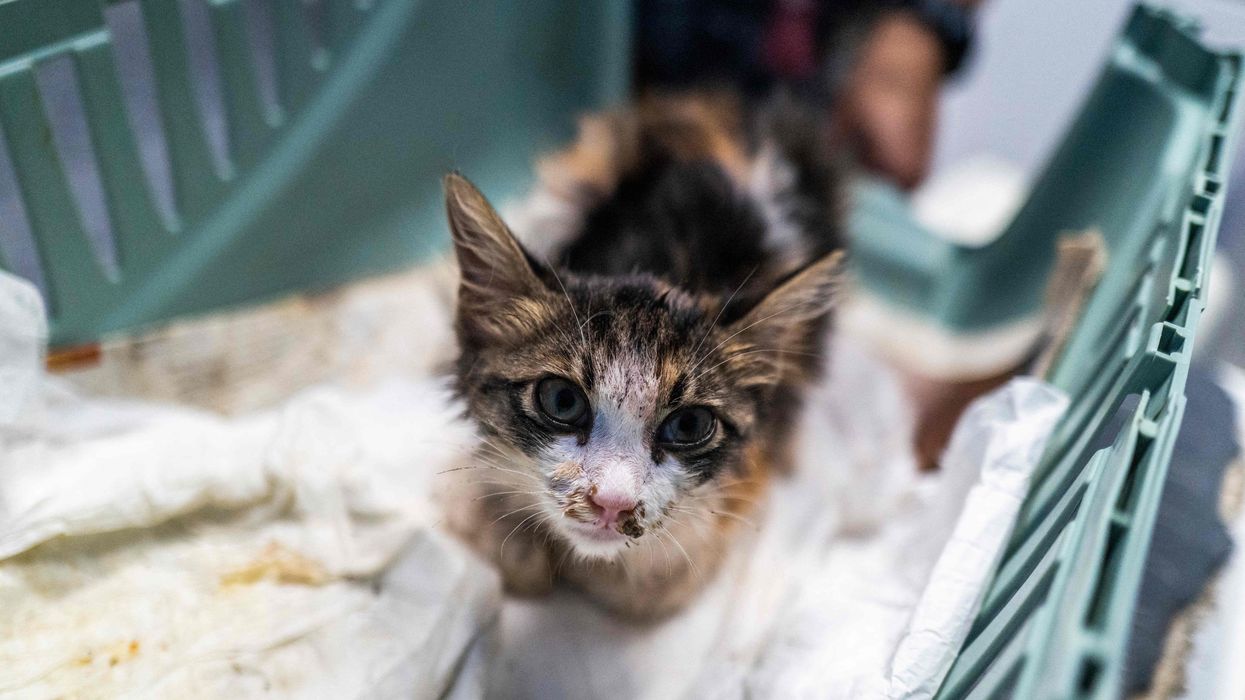 Cypriot cat