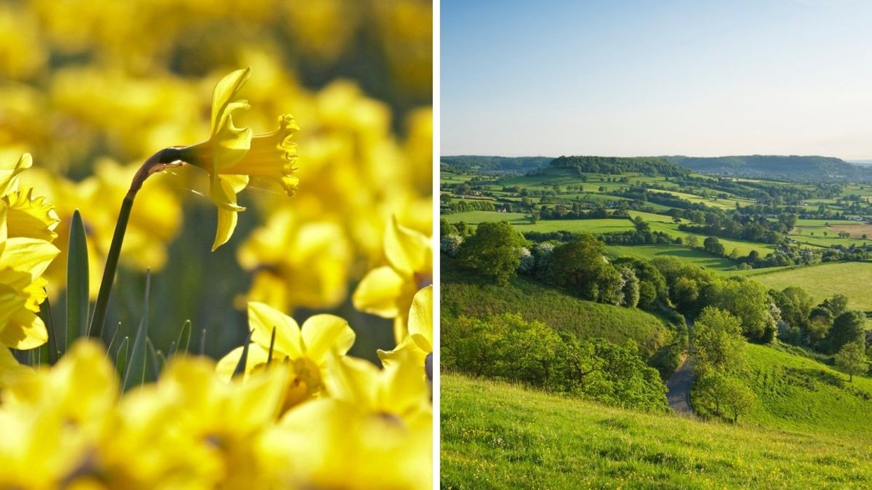 Daffodil / Gloucestershire countryside