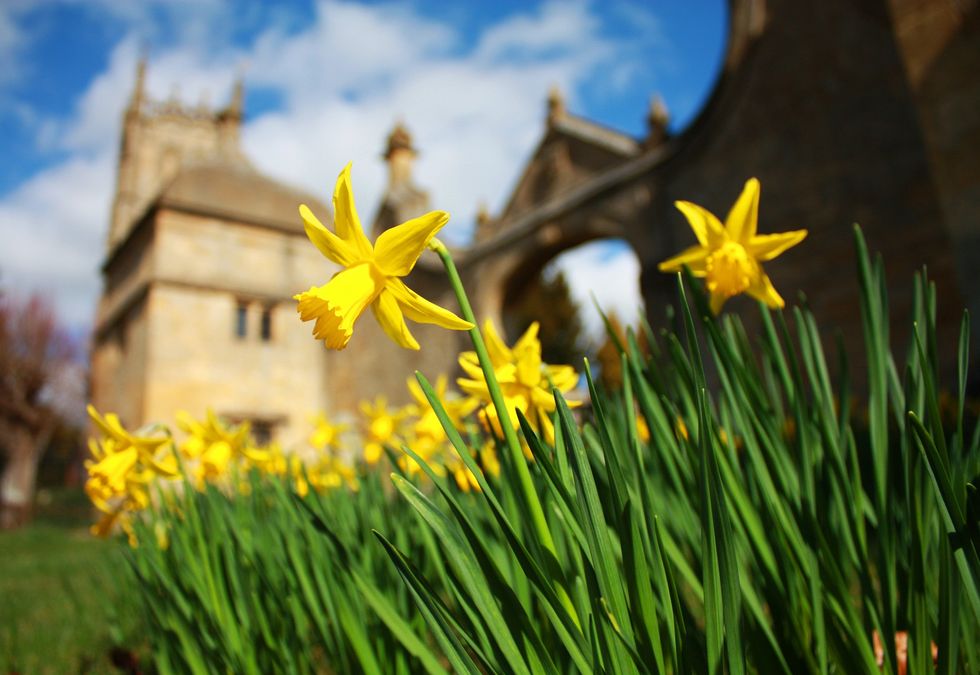 Daffodils in Gloucestershire