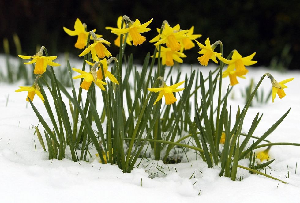 Daffodils in snow