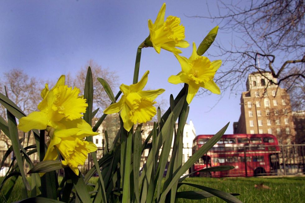 Daffodils in the park