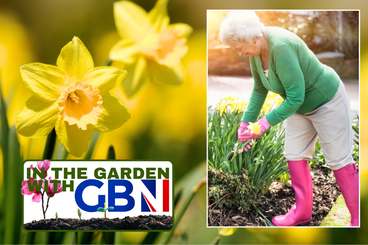 Daffodils/woman gardening