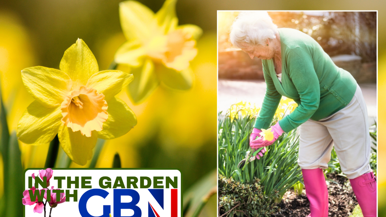 Daffodils/woman gardening