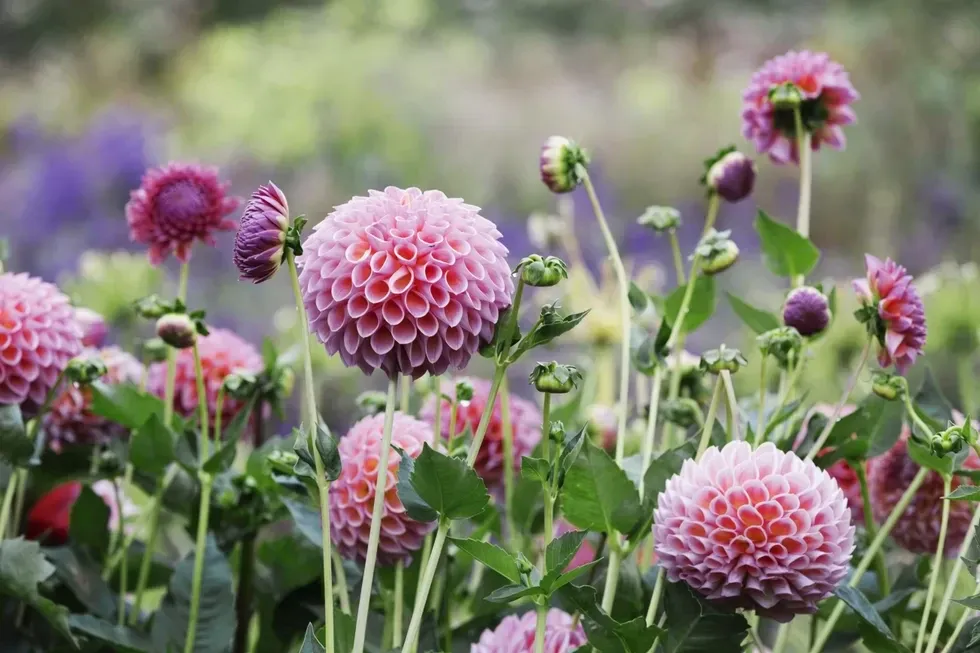 Dahlia flowers