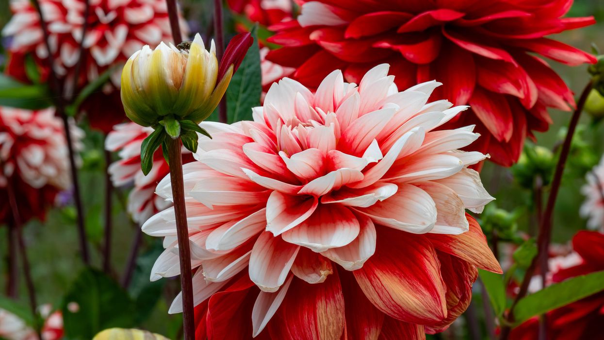 dahlias stock image