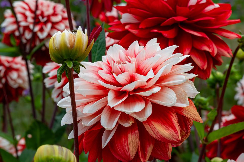 dahlias stock image