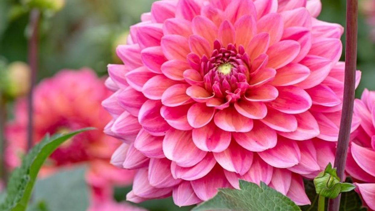 dahlias
