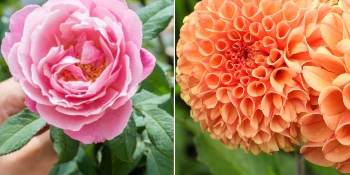 NextImg:Three flowers to deadhead now to ‘prolong their display and give colour well into the month’