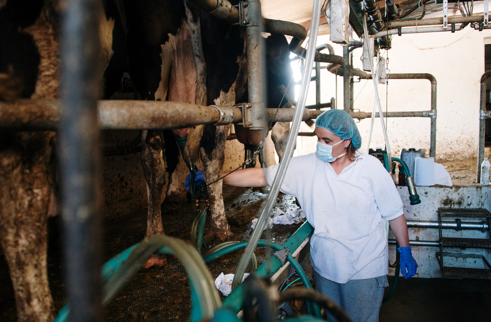 Dairy worker