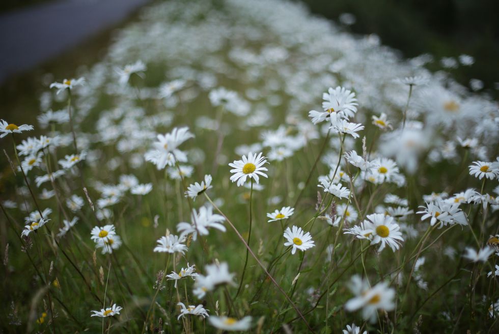 Daisies in a field