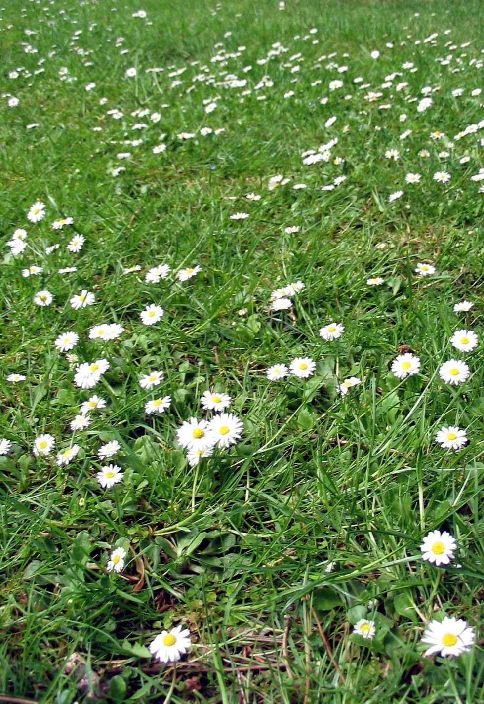 Daisies in a field