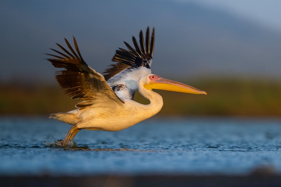 Dalmatian pelican