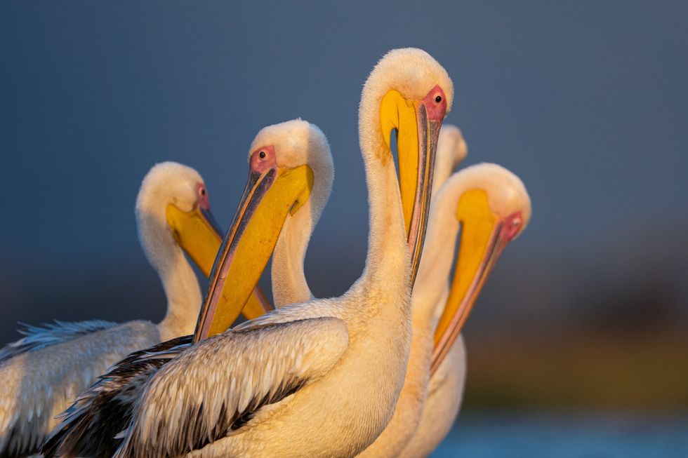 Dalmatian pelican
