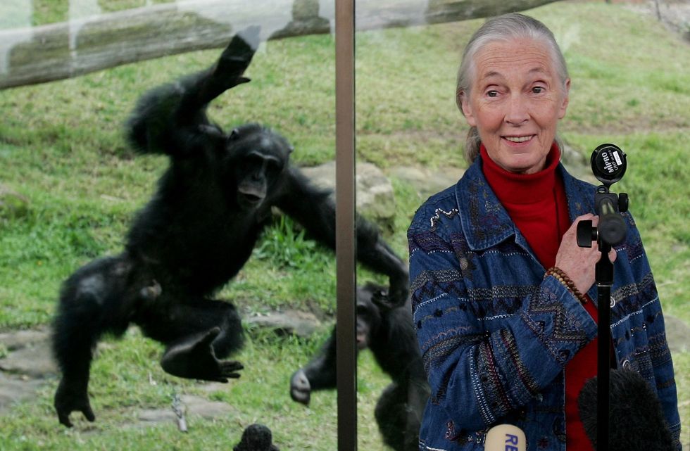 Dame Jane Goodall