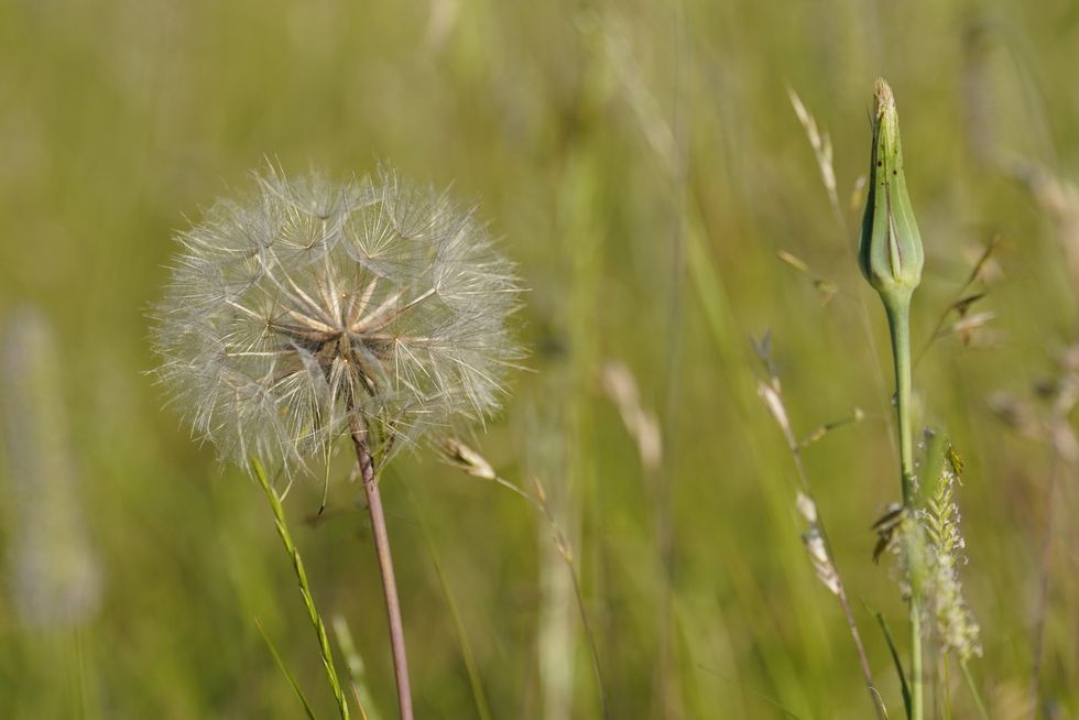 Dandylion