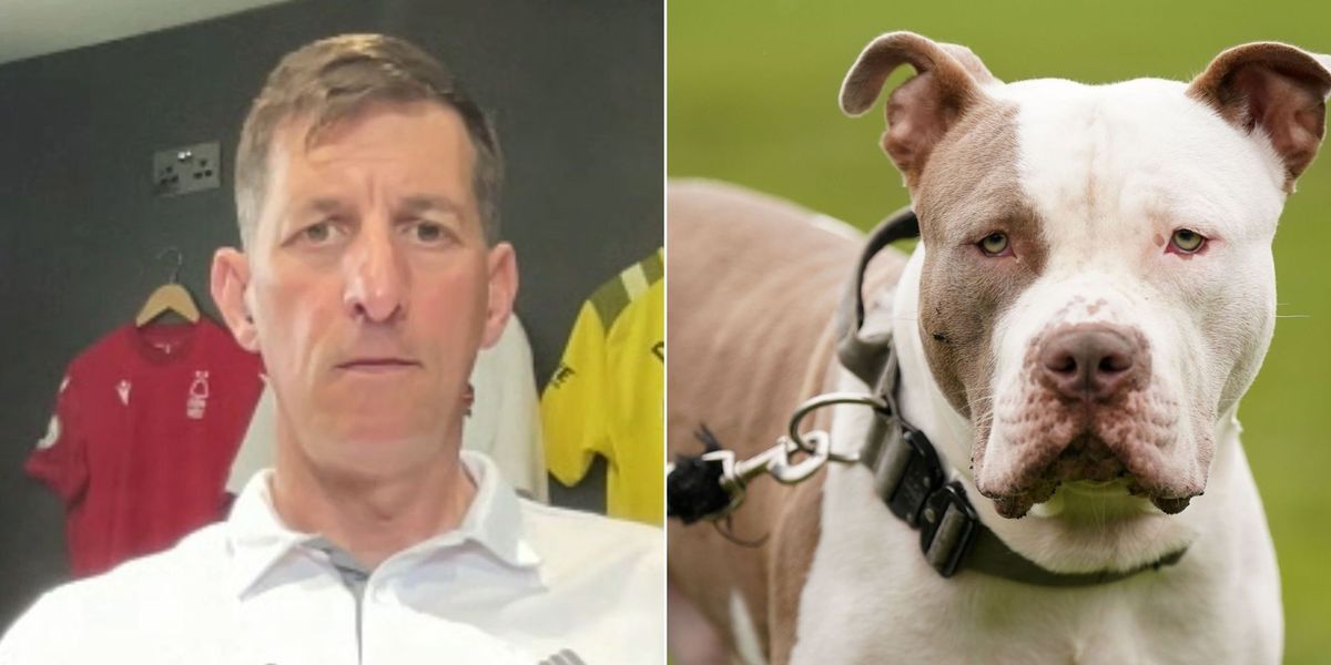 NextImg:'Very cold-hearted!' Dog trainer says some XL Bullies are just 'sweet little lambs'