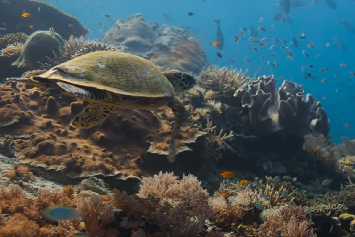 David Attenborough: Oceans