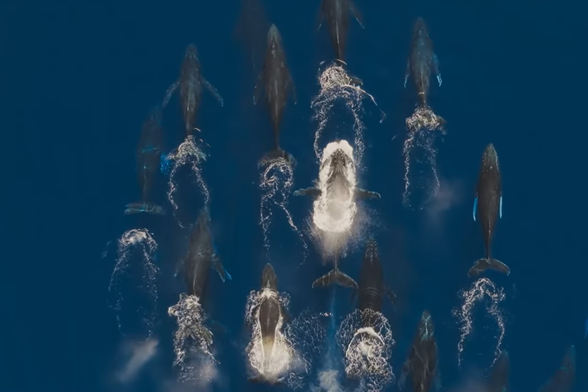 David Attenborough: Oceans