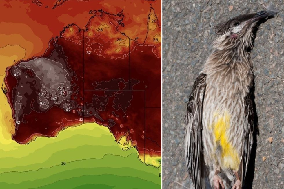 Dead bird and Australia heat map