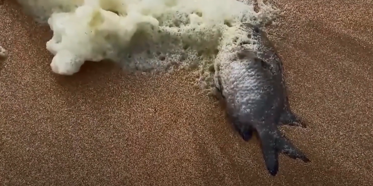 NextImg:Mystery as over 100 surfers fall ill after bizarre sea foam appears on beach