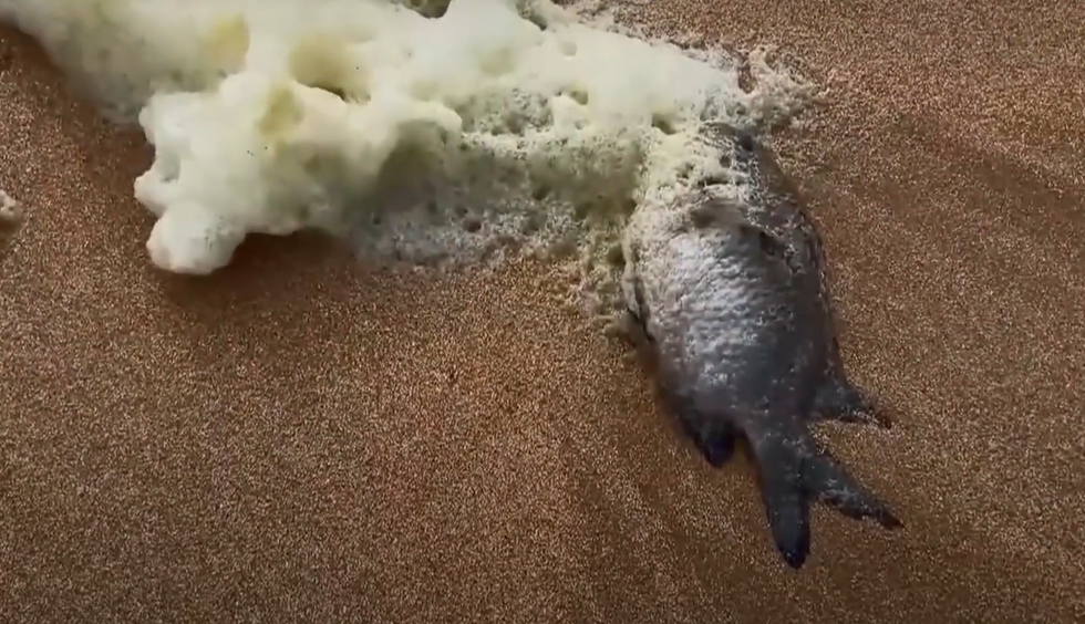 Dead fish and foam