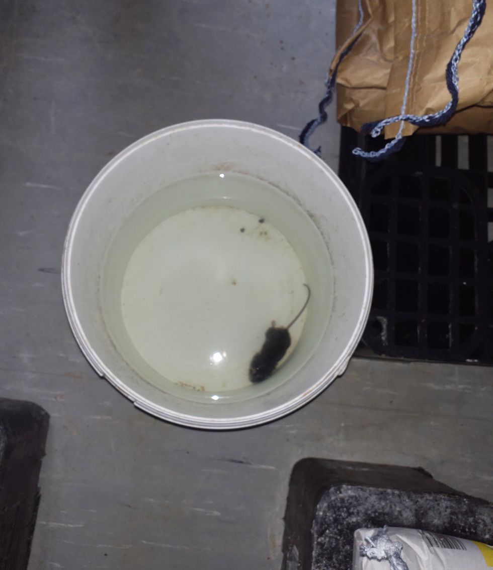 Dead mouse in a bucket