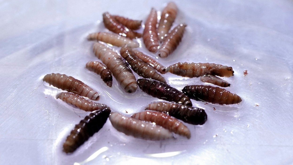 Deadly parasite that eats animals alive found in US person for first time