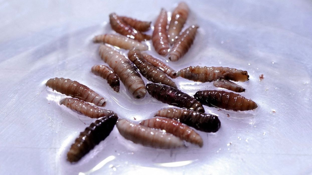 Deadly parasite that eats animals alive found in US person for first time