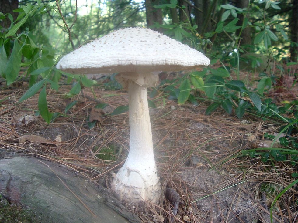 Death cap mushroom