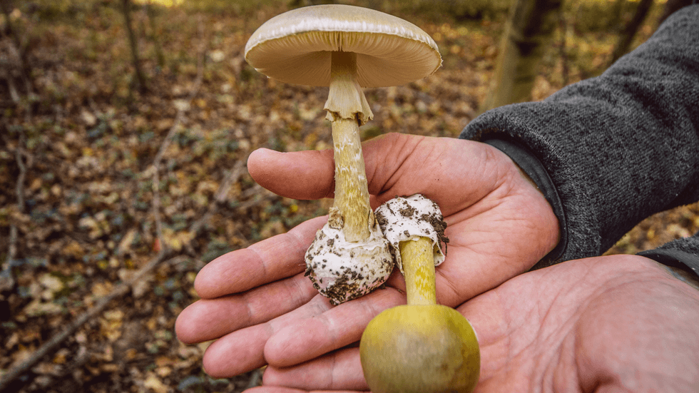 Death Cap mushroom