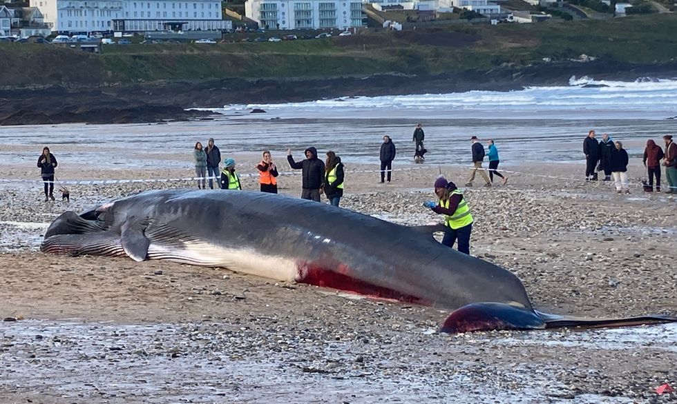 Deceased whale
