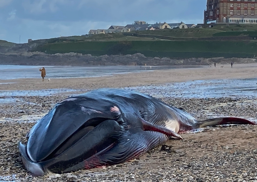 Deceased whale