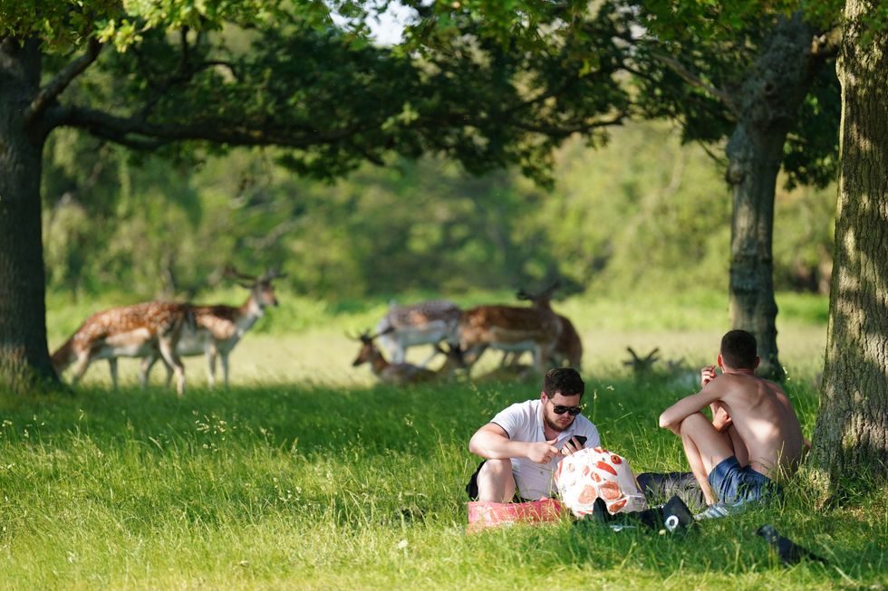 Deer in Richmond Park