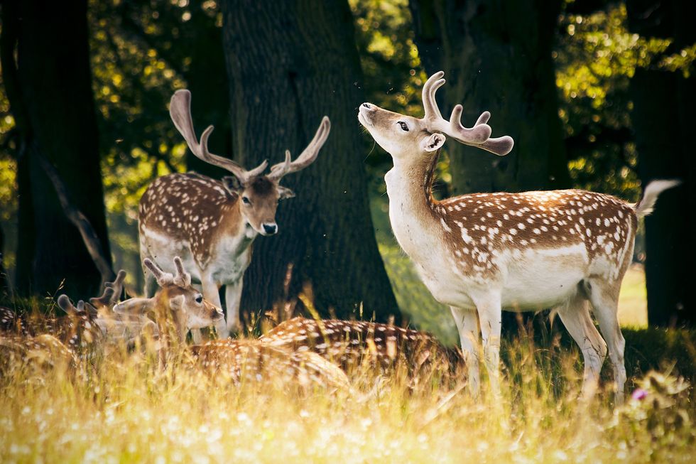 Deer in Tatton Park, Cheshire
