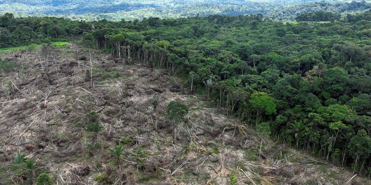 NextImg:'Couldn't make it up!' Amazon forest felled to build four-lane highway for Cop30 climate summit