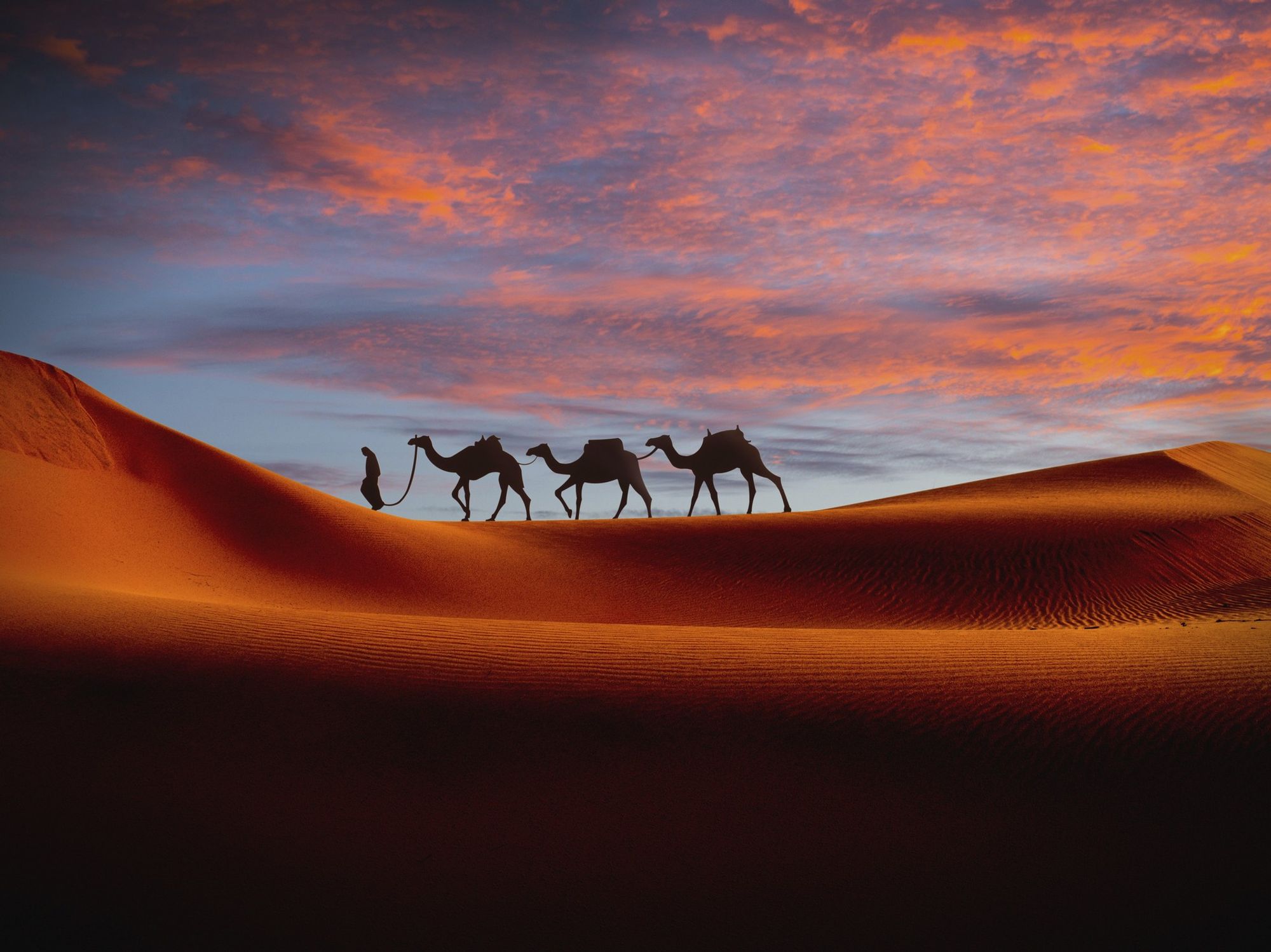Desert and camels