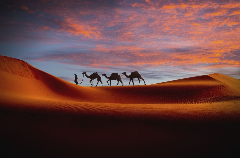 Desert and camels