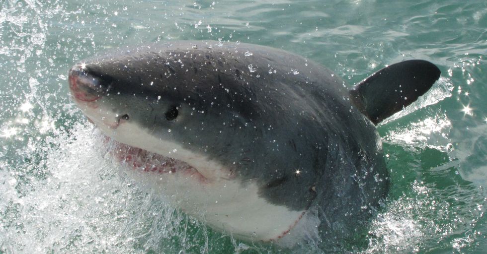 Despite the dog's successes, using the creatures to fend off sharks isn't recommended