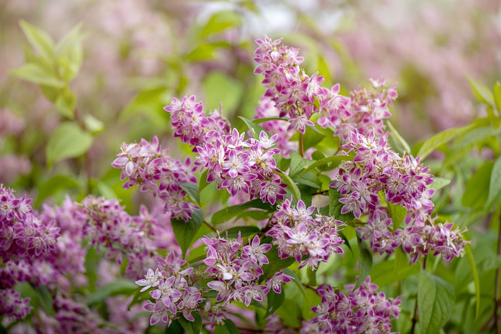 Deutzia