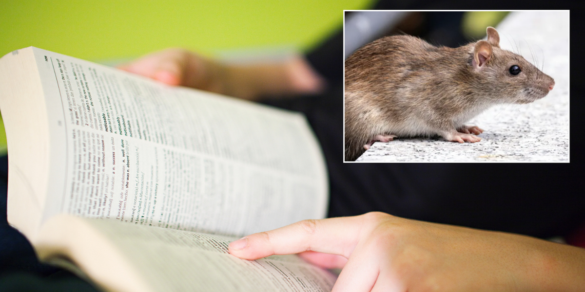 NextImg:Peta launches campaign to change the definition of RAT in the dictionary: 'Words matter!'