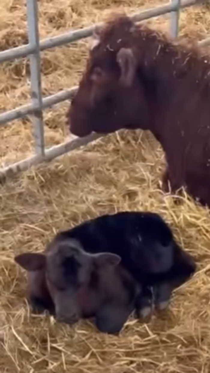 Diddly Squat cow and calf