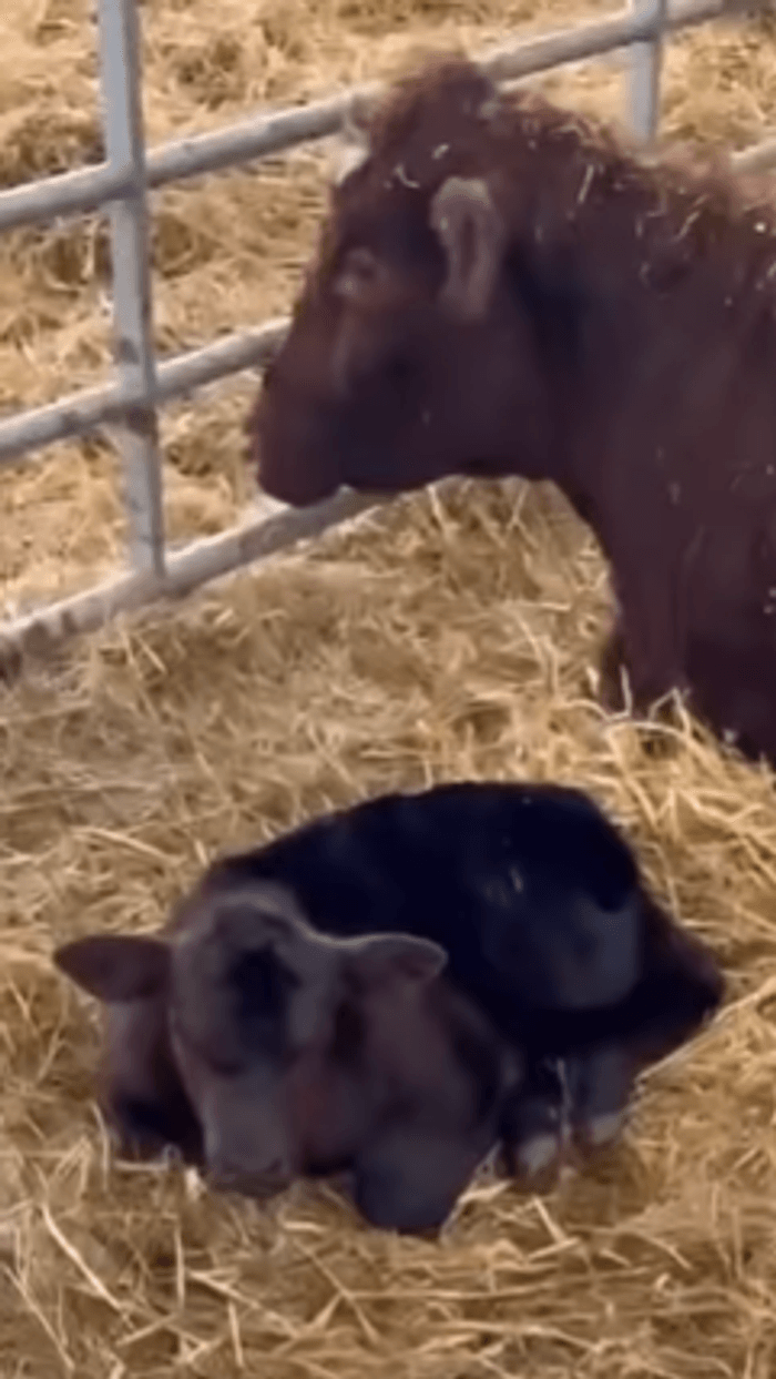 Diddly Squat cow and calf