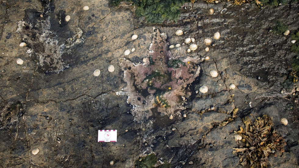 Dinosaur print in Skye