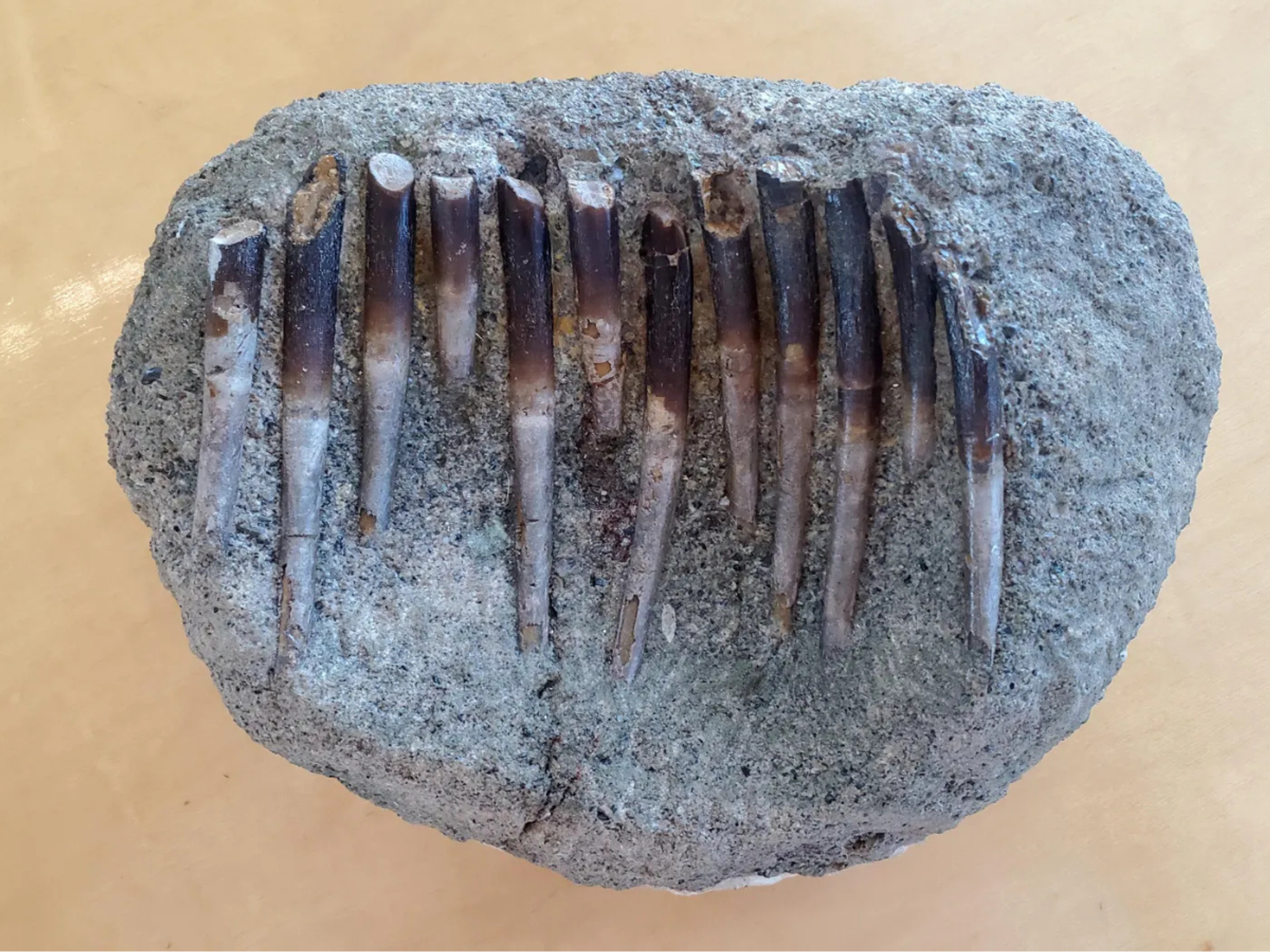 Dinosaur teeth