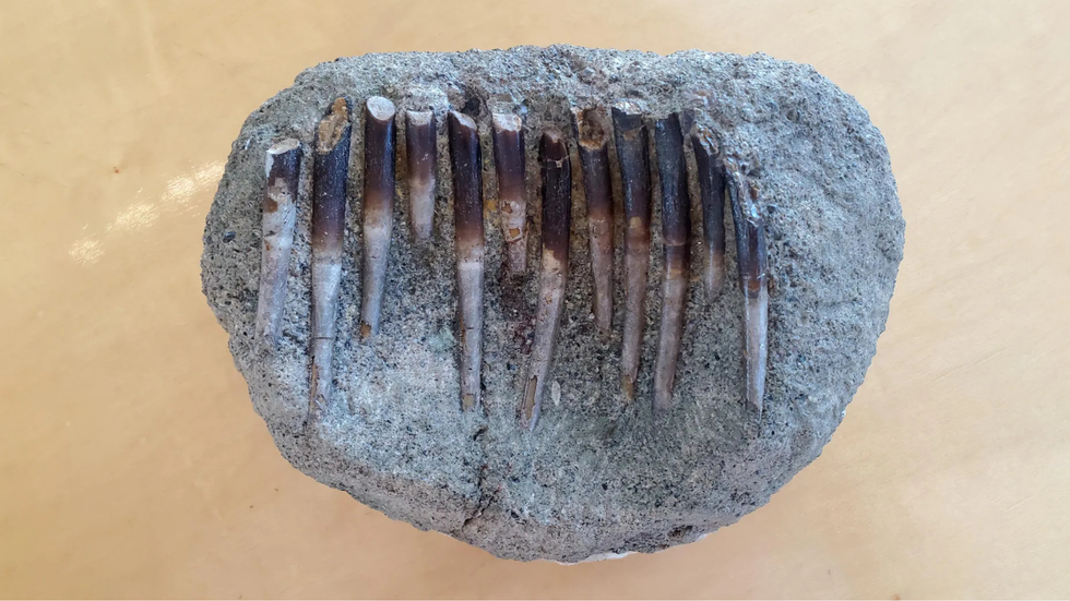 Dinosaur teeth
